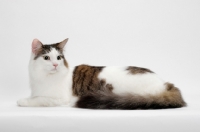Picture of Maine Coon lying down, Brown Mackerel Tabby White