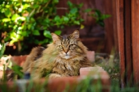 Picture of Maine Coon lying in garden and bricks. 