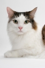 Picture of Maine Coon portrait, Brown Mackerel Tabby White