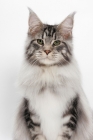 Picture of Maine Coon portrait, Silver Classic Tabby colour, white background