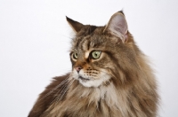 Picture of Maine Coon portrait