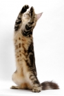 Picture of Maine Coon reaching up, brown classic tabby 