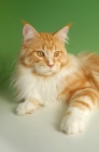 Picture of maine coon, red and white tabby cat lying on green brackground