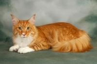 Picture of maine coon, red and white tabby cat, lying on grey background
