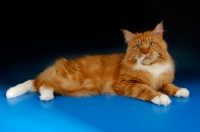 Picture of maine coon, red and white tabby cat