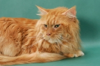 Picture of Maine Coon, Red Classic Tabby