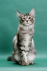 Picture of Maine Coon, Silver Classic Tabby colour, sitting on green background