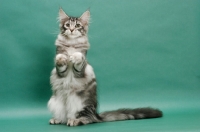 Picture of Maine Coon, Silver Classic Tabby colour, green background