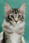 Picture of Maine Coon, Silver Classic Tabby colour, portrait on green background