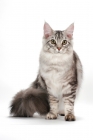 Picture of Maine Coon, silver tabby