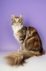 Picture of maine coon, silver tortie tabby colour