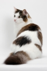 Picture of Maine Coon sitting down, Brown Mackerel Tabby White