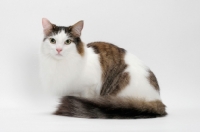 Picture of Maine Coon sitting down, Brown Mackerel Tabby White