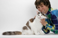 Picture of Maine Coon sitting down, Brown Mackerel Tabby White