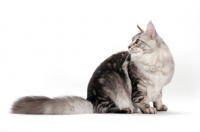 Picture of Maine Coon sitting down, silver tabby