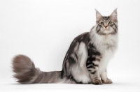 Picture of Maine Coon sitting down, Silver Classic Tabby colour, white background