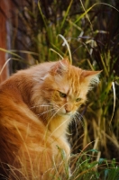 Picture of Maine Coon sitting in long grass. 