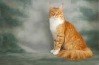 Picture of maine coon sitting, red and white tabby colour