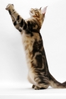 Picture of Maine Coon standing on hind legs, brown classic tabby 