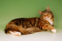 Picture of maine coon, tortie classic tabby and white
