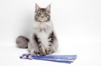Picture of Maine Coon with rosette, Silver Classic Tabby colour, white background