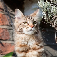 Picture of Maine Coon young cat looking out proudly