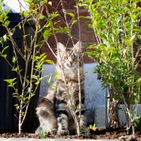 Picture of Maine Coon young cat looking through shrubbery