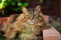 Picture of Maine Coon