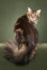 Picture of Maine Coon