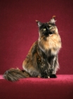 Picture of Maine Coon