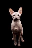 Picture of majestic looking peterbald