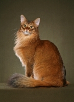 Picture of majestic Somali cat