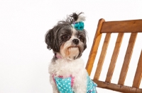 Picture of Mal-Shi (aka Shih-tese, Shihtese, Malti Tzu, Shima). Maltese / Shih-Tzu Hybrid Dog