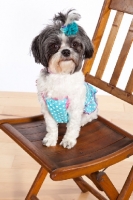 Picture of Mal-Shi (aka Shih-tese, Shihtese, Malti Tzu, Shima). Maltese / Shih-Tzu Hybrid Dog