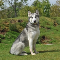 Picture of malamute cross husky