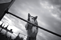 Picture of malamute mix jumping over an obstacle in an agility course