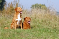 Picture of male and female nova scotia duck tolling retriever