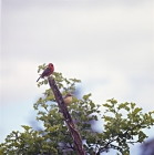 Picture of male and female vermillion fly catcher, santa cruz island, galapagos islands