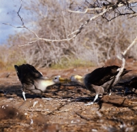 Picture of male and female waved albatross in courtship dance, on hood island, galapagos islands