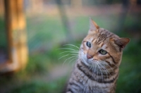 Picture of male Bengal cat head shot outside