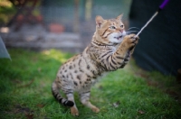 Picture of male Bengal cat playing with a cat toy and standing on two legs