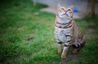 Picture of male Bengal cat sitting on a grass field