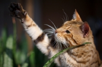 Picture of male Bengal cat with paw up