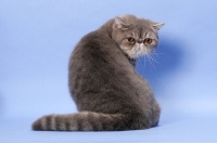 Picture of male Blue Spotted Tabby Exotic Shorthair, back view