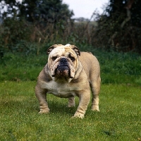 Picture of male bulldog standing on grass