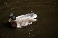 Picture of male Call duck