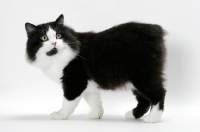 Picture of male Cymric cat, black and white
