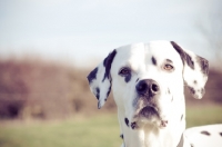 Picture of Male Dalmatian looking calmly at camera