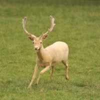 Picture of male fallow (buck) rare white colour in UK