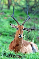 Picture of male Impala